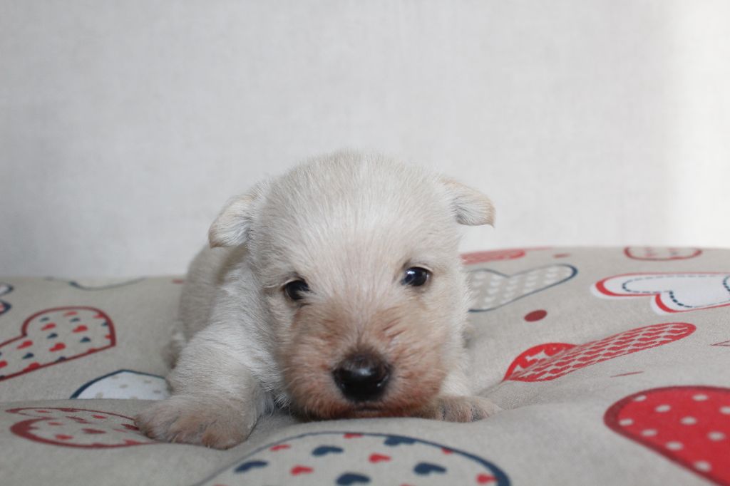 de l'escale fleurie - Chiot disponible  - Scottish Terrier