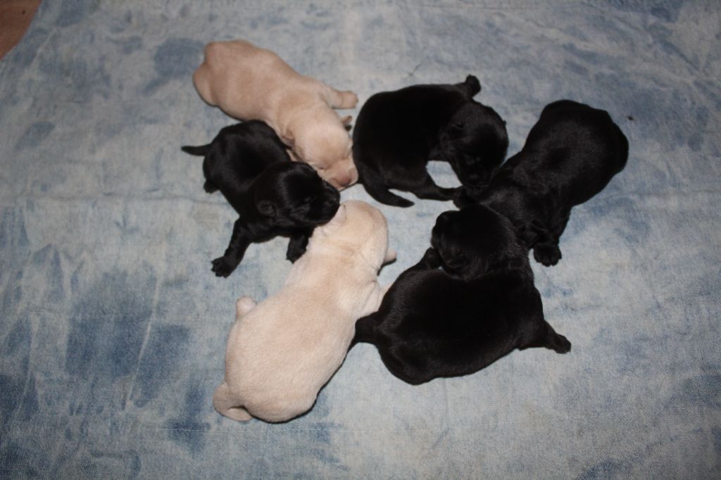 chiot Scottish Terrier de l'escale fleurie