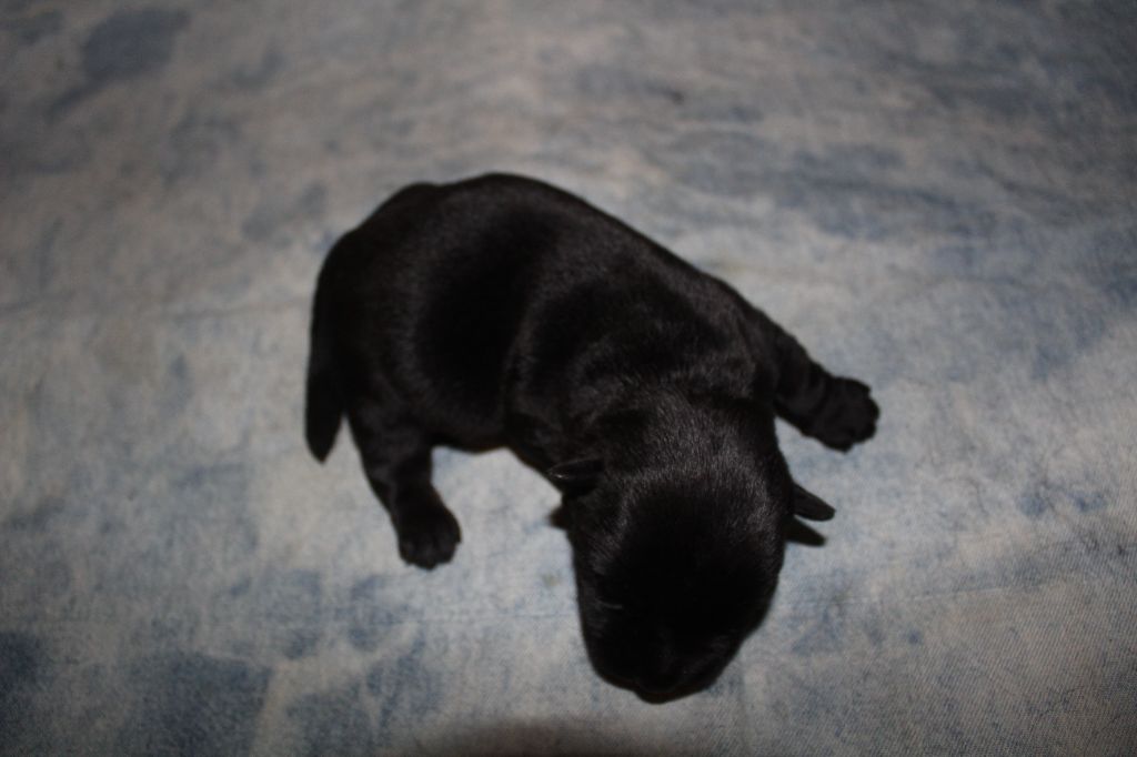 de l'escale fleurie - Chiot disponible  - Scottish Terrier