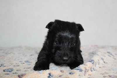de l'escale fleurie - Scottish Terrier - Portée née le 07/01/2024