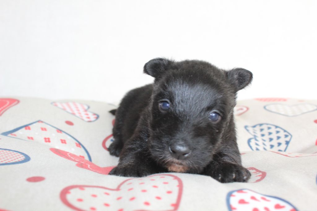 de l'escale fleurie - Chiot disponible  - Scottish Terrier